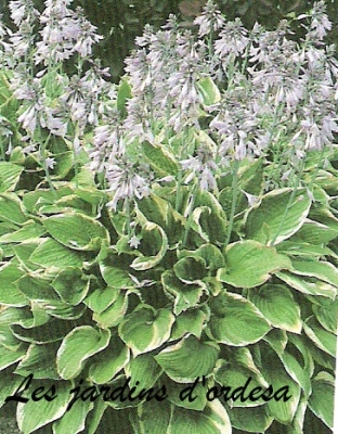 Hosta undulata albomarginata